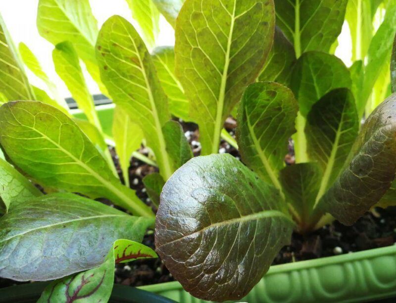 现在适合种什么蔬菜(各种蔬菜种植时间表)-1 现在适合种什么蔬菜(各种蔬菜种植时间表)-1