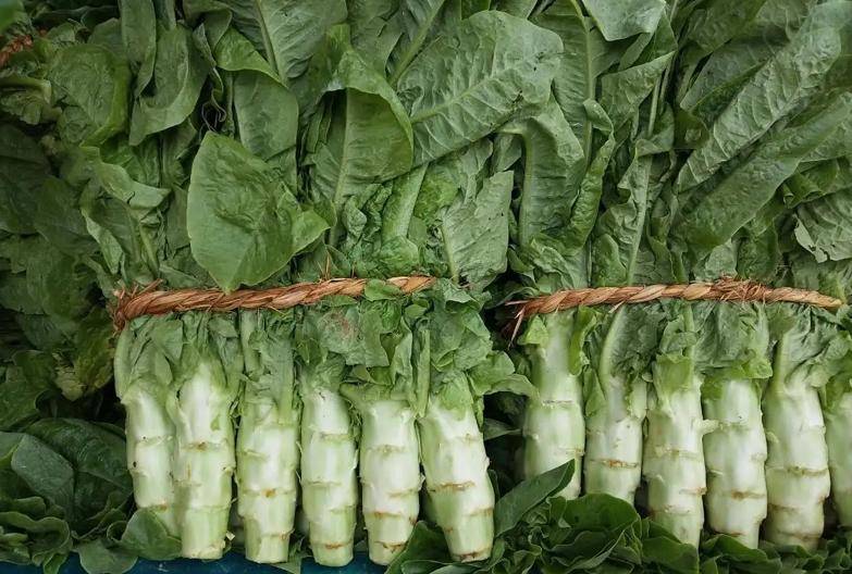 现在适合种什么蔬菜(各种蔬菜种植时间表)-1 现在适合种什么蔬菜(各种蔬菜种植时间表)-1