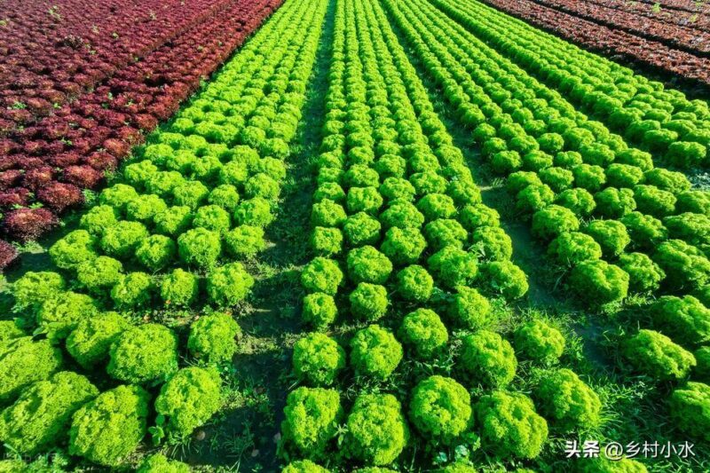 现在季节种什么蔬菜最好(10月份适合种什么蔬菜)-1 现在季节种什么蔬菜最好(10月份适合种什么蔬菜)-1