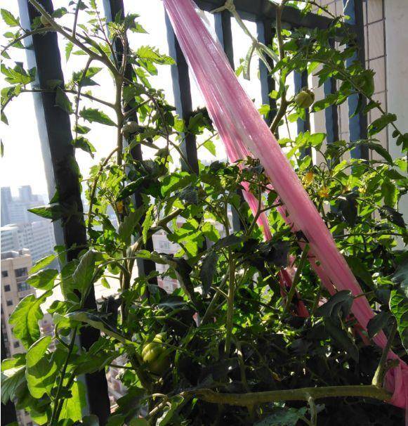 现在适合种什么蔬菜(各种蔬菜种植时间表)-1 现在适合种什么蔬菜(各种蔬菜种植时间表)-1