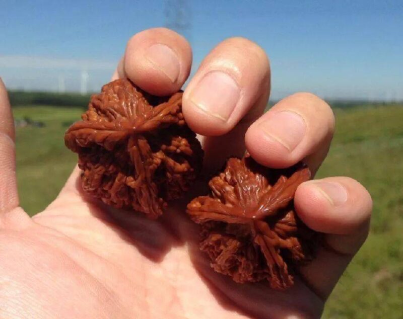 文玩核桃前十名(文玩核桃前十名排行榜)-1 文玩核桃前十名(文玩核桃前十名排行榜)-1