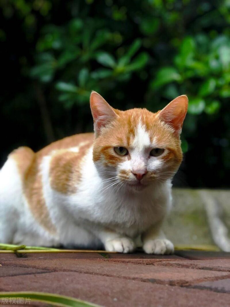 中国十大名贵猫排名-1 中国十大名贵猫排名-1