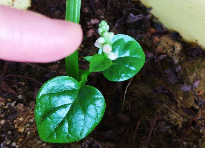 现在适合种什么蔬菜(各种蔬菜种植时间表)-1 现在适合种什么蔬菜(各种蔬菜种植时间表)-1