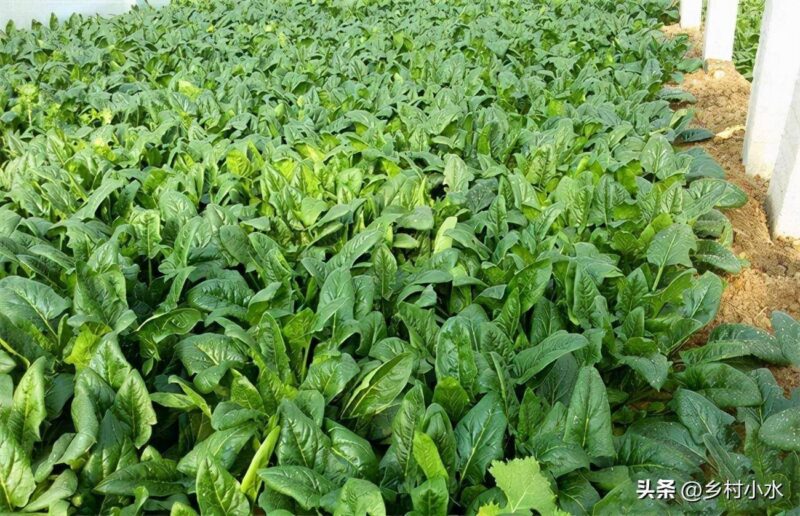 现在季节种什么蔬菜最好(10月份适合种什么蔬菜)-1 现在季节种什么蔬菜最好(10月份适合种什么蔬菜)-1