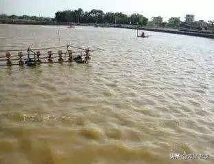 池塘水质浑浊怎么处理(鱼塘净化水质好办法)-1 池塘水质浑浊怎么处理(鱼塘净化水质好办法)-1