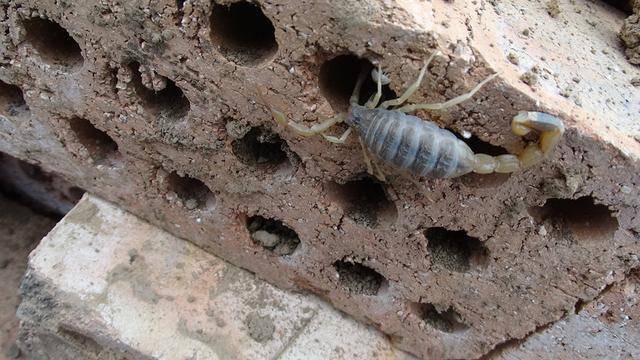 蝎子的养殖技术及市场前景(蝎子的养殖方法及注意事项)-1 蝎子的养殖技术及市场前景(蝎子的养殖方法及注意事项)-1