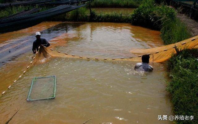 池塘水质浑浊怎么处理(鱼塘净化水质好办法)-1 池塘水质浑浊怎么处理(鱼塘净化水质好办法)-1