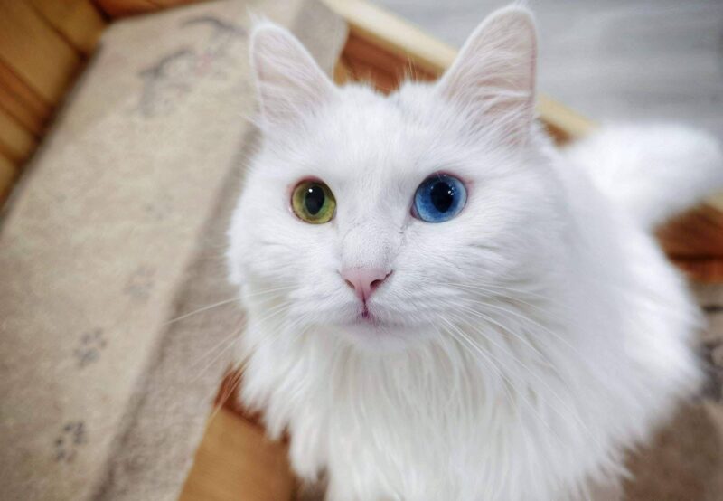 中国十大名贵猫排名-1 中国十大名贵猫排名-1