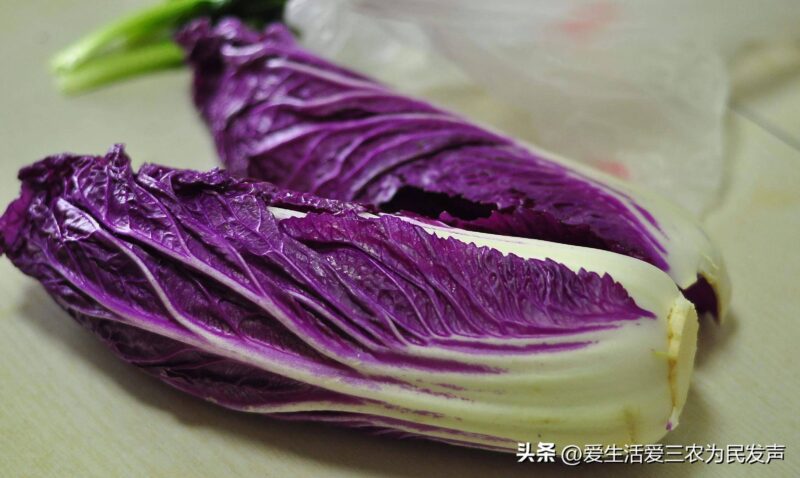 农村养什么赚钱好养？目前养殖什么最有前景-1