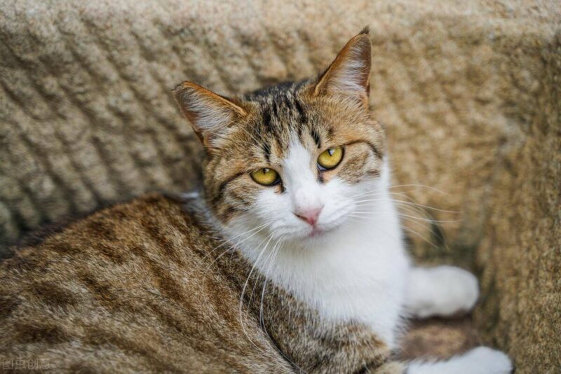 中国十大名贵猫排名-1 中国十大名贵猫排名-1