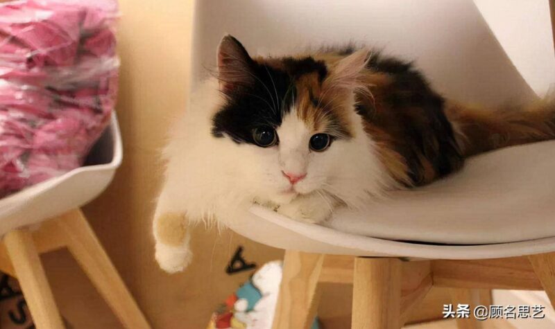 中国十大名贵猫排名-1 中国十大名贵猫排名-1