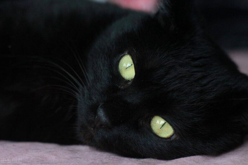 中国十大名贵猫排名-1 中国十大名贵猫排名-1