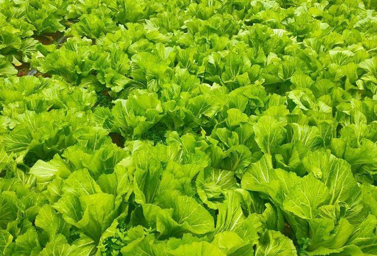 现在适合种什么蔬菜(各种蔬菜种植时间表)-1 现在适合种什么蔬菜(各种蔬菜种植时间表)-1