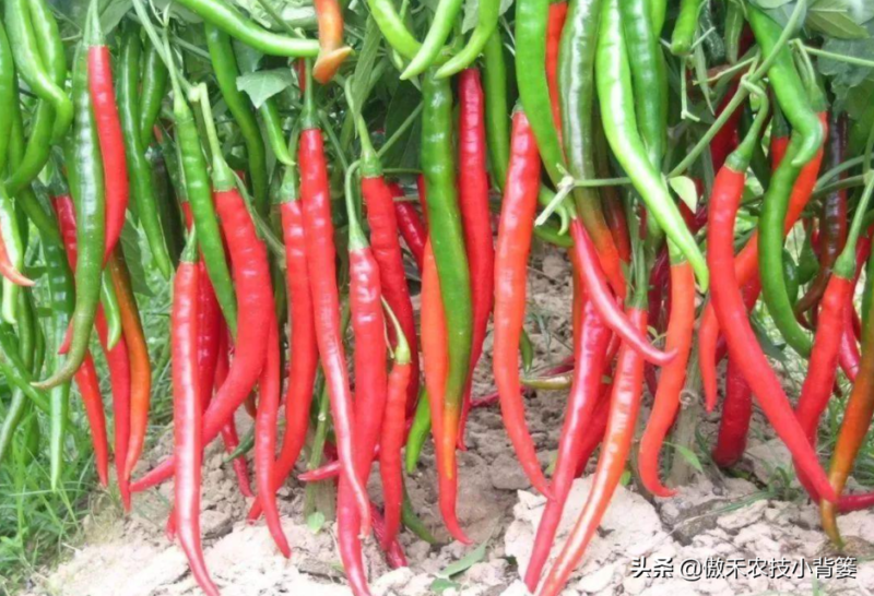 辣椒种植与管理技术-1 辣椒种植与管理技术-1