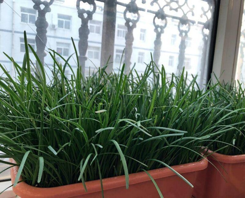 现在适合种什么蔬菜(各种蔬菜种植时间表)-1 现在适合种什么蔬菜(各种蔬菜种植时间表)-1