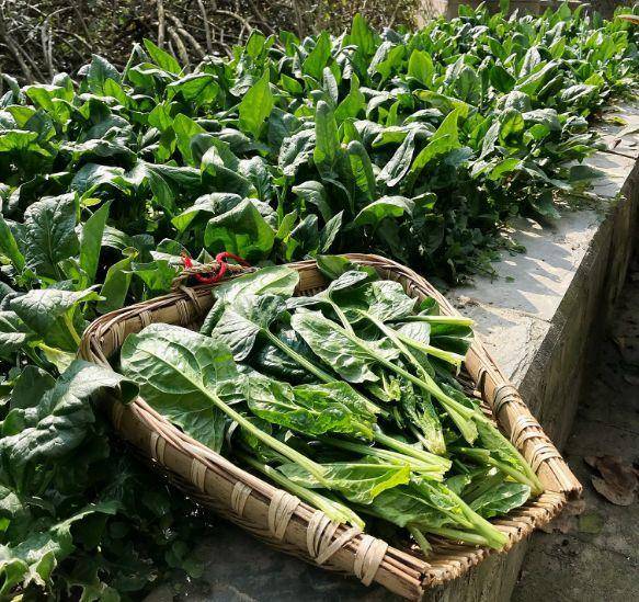 现在适合种什么蔬菜(各种蔬菜种植时间表)-1 现在适合种什么蔬菜(各种蔬菜种植时间表)-1