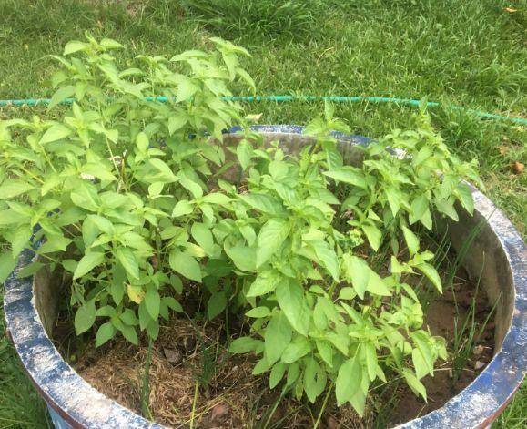 现在适合种什么蔬菜(各种蔬菜种植时间表)-1 现在适合种什么蔬菜(各种蔬菜种植时间表)-1