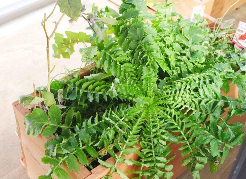 现在适合种什么蔬菜(各种蔬菜种植时间表)-1 现在适合种什么蔬菜(各种蔬菜种植时间表)-1