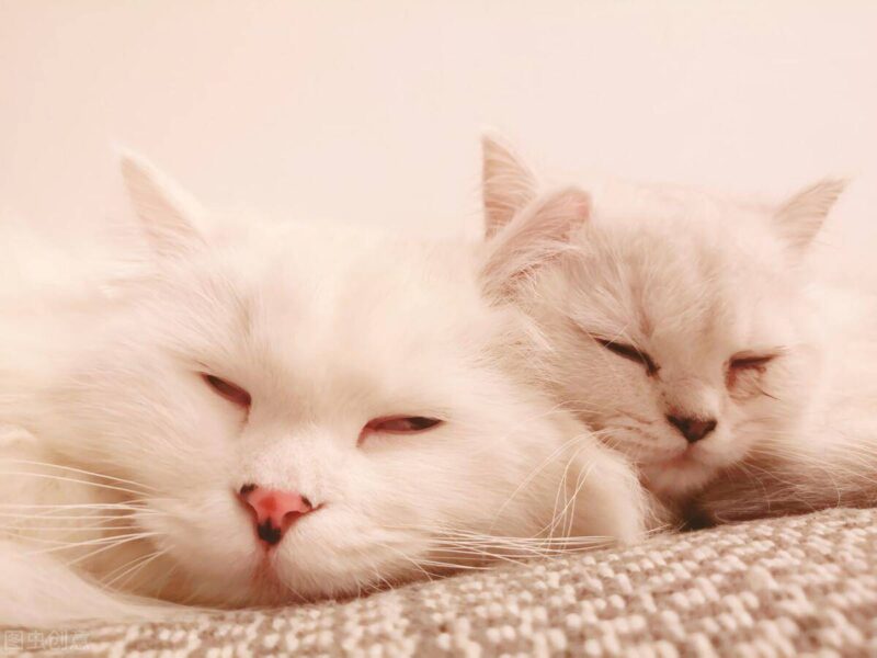 中国十大名贵猫排名-1 中国十大名贵猫排名-1