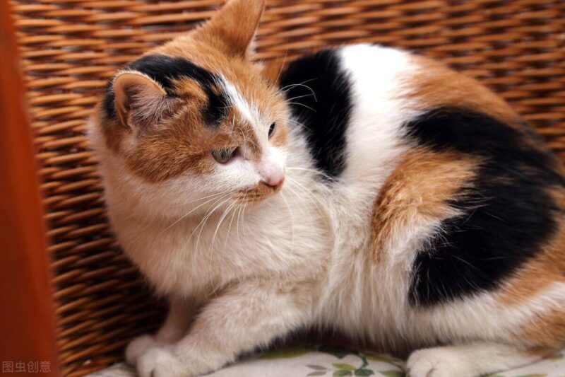 中国十大名贵猫排名-1 中国十大名贵猫排名-1