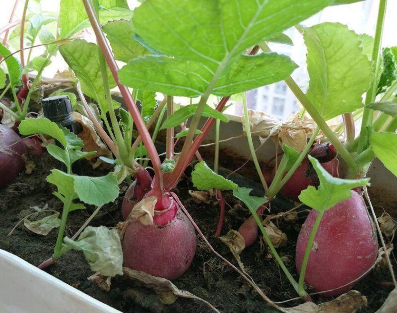 现在适合种什么蔬菜(各种蔬菜种植时间表)-1 现在适合种什么蔬菜(各种蔬菜种植时间表)-1