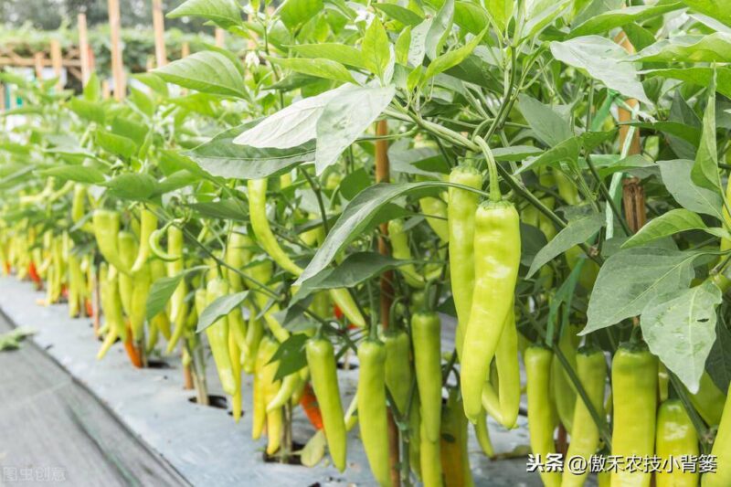 辣椒种植与管理技术-1 辣椒种植与管理技术-1