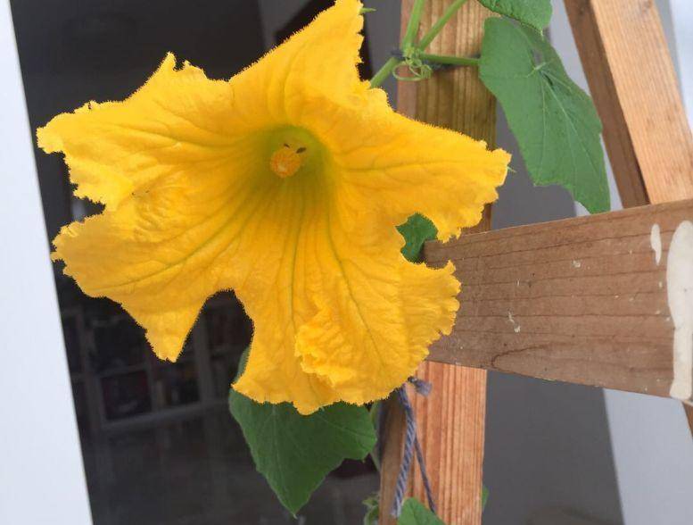 现在适合种什么蔬菜(各种蔬菜种植时间表)-1 现在适合种什么蔬菜(各种蔬菜种植时间表)-1