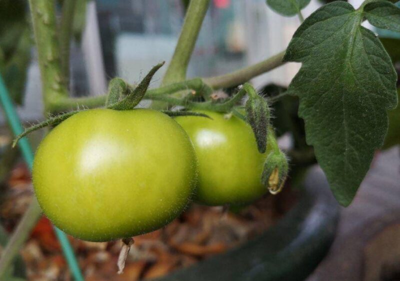 现在适合种什么蔬菜(各种蔬菜种植时间表)-1 现在适合种什么蔬菜(各种蔬菜种植时间表)-1