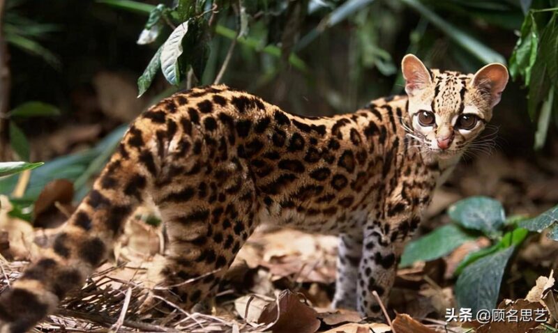 中国十大名贵猫排名-1 中国十大名贵猫排名-1