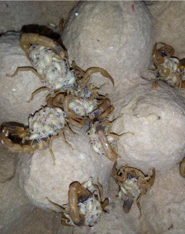 蝎子的养殖技术及市场前景(蝎子的养殖方法及注意事项)-1 蝎子的养殖技术及市场前景(蝎子的养殖方法及注意事项)-1