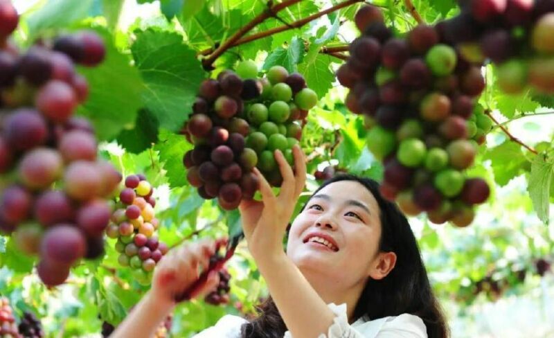 农村一二三产业分别指什么(农业三产指含义)-1 农村一二三产业分别指什么(农业三产指含义)-1