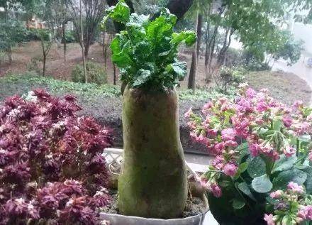 现在适合种什么蔬菜(各种蔬菜种植时间表)-1 现在适合种什么蔬菜(各种蔬菜种植时间表)-1