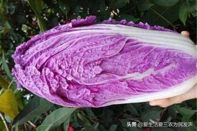 农村种植什么赚钱不愁销路(未来10大暴利种植)-1 农村种植什么赚钱不愁销路(未来10大暴利种植)-1