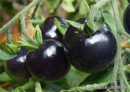 农村种植什么赚钱不愁销路(未来10大暴利种植)-1 农村种植什么赚钱不愁销路(未来10大暴利种植)-1