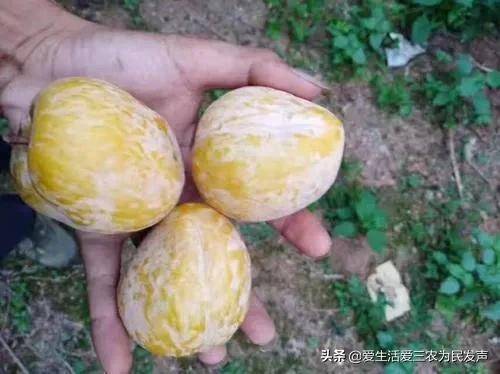 农村种植什么赚钱不愁销路(未来10大暴利种植)-1 农村种植什么赚钱不愁销路(未来10大暴利种植)-1