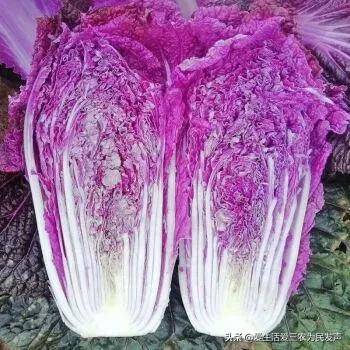 农村种植什么赚钱不愁销路(未来10大暴利种植)-1 农村种植什么赚钱不愁销路(未来10大暴利种植)-1