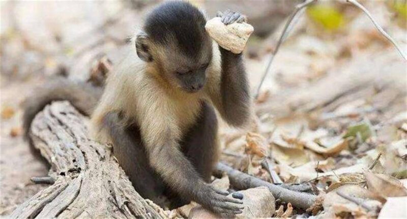 十大最聪明的动物排名(动物智商排行榜前十名)-1 十大最聪明的动物排名(动物智商排行榜前十名)-1