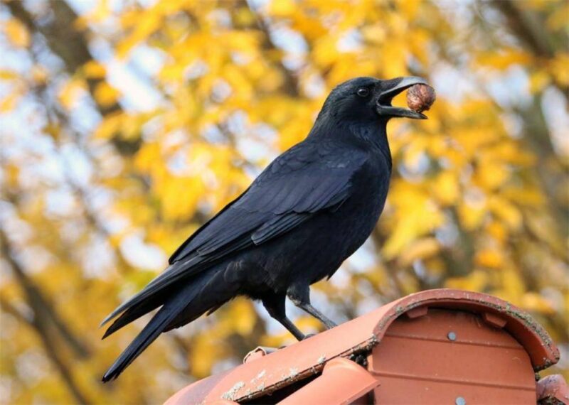 十大最聪明的动物排名(动物智商排行榜前十名)-1 十大最聪明的动物排名(动物智商排行榜前十名)-1