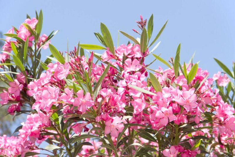 十大冥界之花(十种阴气重的花排行榜)-1 十大冥界之花(十种阴气重的花排行榜)-1