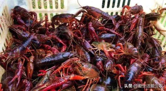 适合穷人没本钱的养殖(养殖排行榜前十名品种)-1