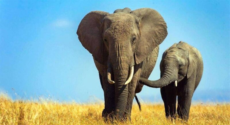 十大最聪明的动物排名(动物智商排行榜前十名)-1 十大最聪明的动物排名(动物智商排行榜前十名)-1