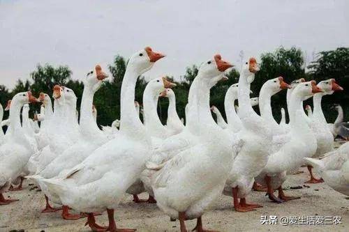 适合穷人没本钱的养殖(养殖排行榜前十名品种)-1