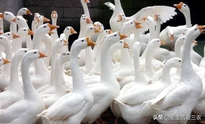 适合穷人没本钱的养殖(养殖排行榜前十名品种)-1