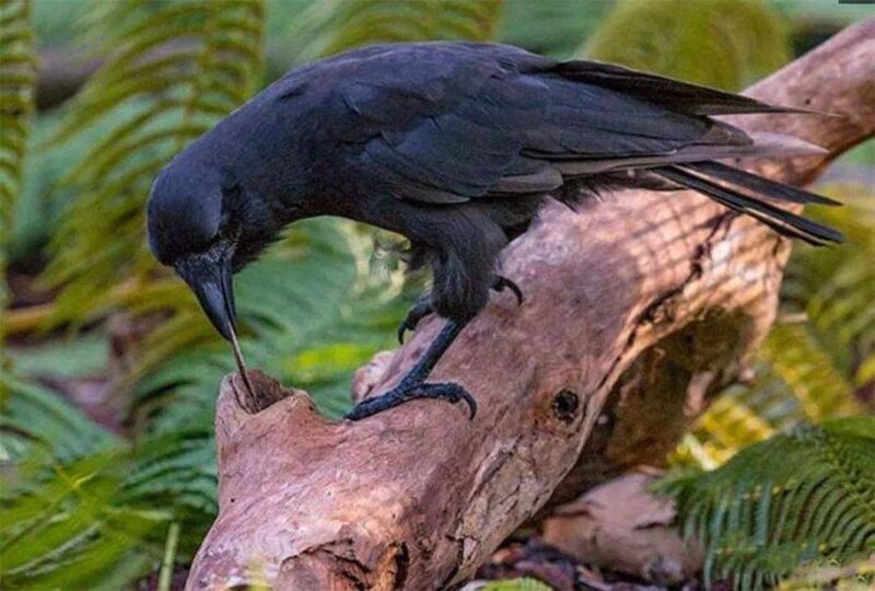 十大最聪明的动物排名(动物智商排行榜前十名)-1 十大最聪明的动物排名(动物智商排行榜前十名)-1