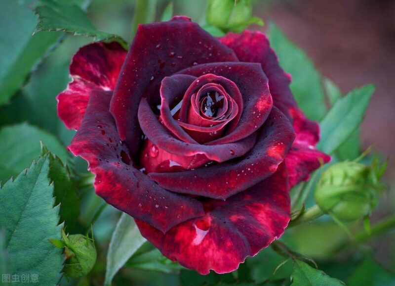 十大冥界之花(十种阴气重的花排行榜)-1 十大冥界之花(十种阴气重的花排行榜)-1