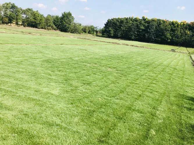 农村种植什么赚钱不愁销路(未来10大暴利种植)-1 农村种植什么赚钱不愁销路(未来10大暴利种植)-1