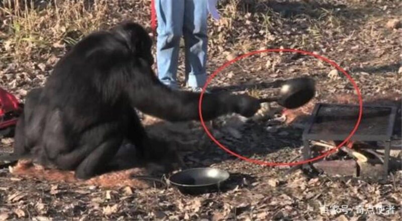 十大最聪明的动物排名(动物智商排行榜前十名)-1 十大最聪明的动物排名(动物智商排行榜前十名)-1