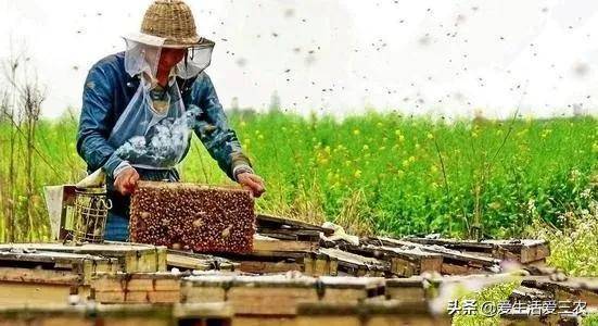 适合穷人没本钱的养殖(养殖排行榜前十名品种)-1