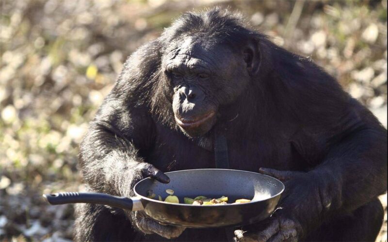 十大最聪明的动物排名(动物智商排行榜前十名)-1 十大最聪明的动物排名(动物智商排行榜前十名)-1