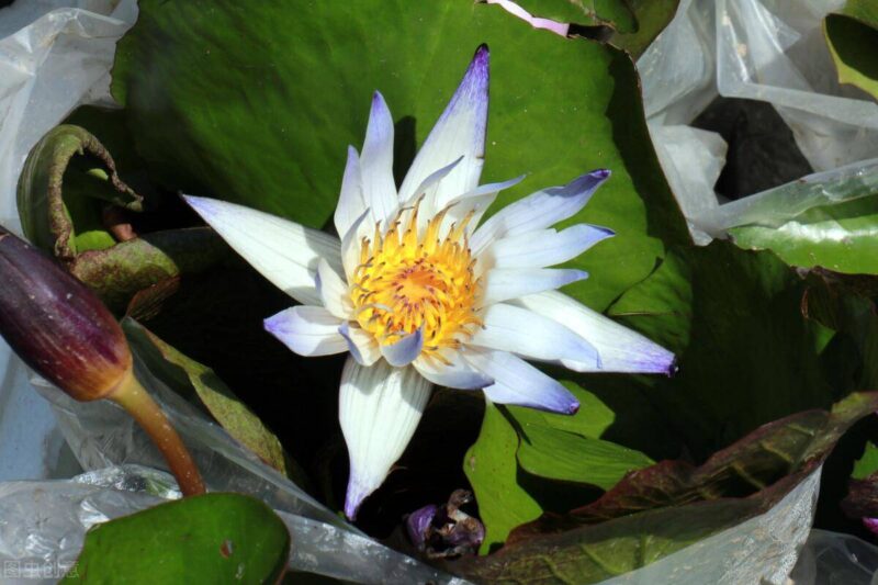 十大冥界之花(十种阴气重的花排行榜)-1 十大冥界之花(十种阴气重的花排行榜)-1